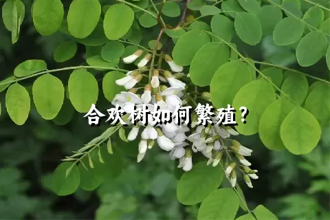 合欢树如何繁殖？