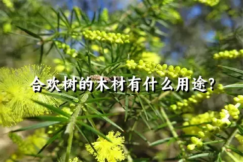 合欢树的木材有什么用途？