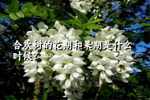 合欢树的花期和果期是什么时候？