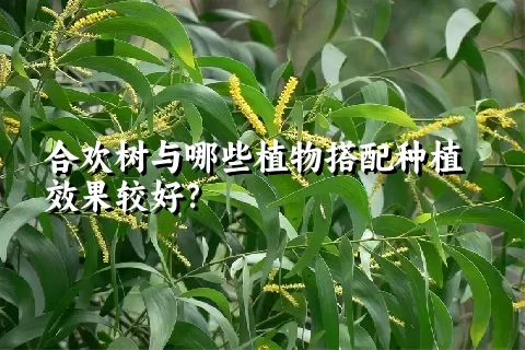 合欢树与哪些植物搭配种植效果较好？