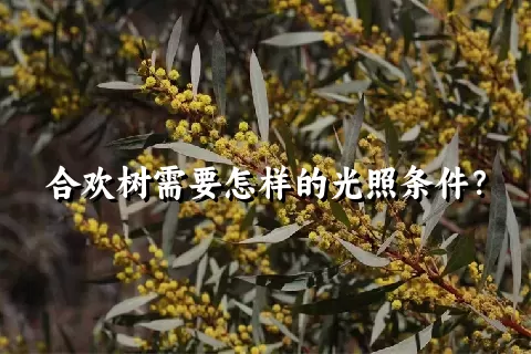 合欢树需要怎样的光照条件？