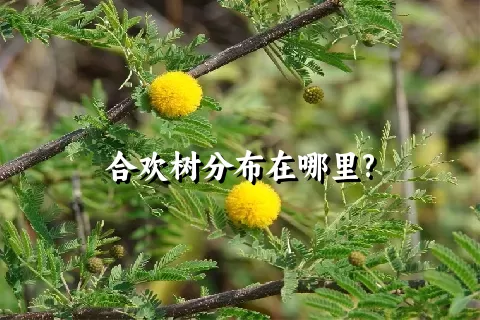 合欢树分布在哪里?