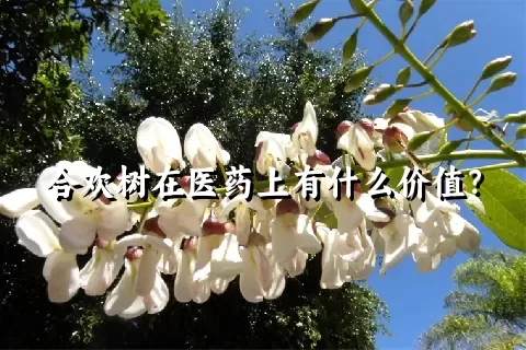 合欢树在医药上有什么价值？