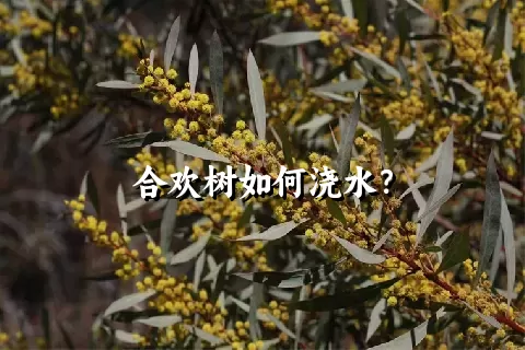 合欢树如何浇水？