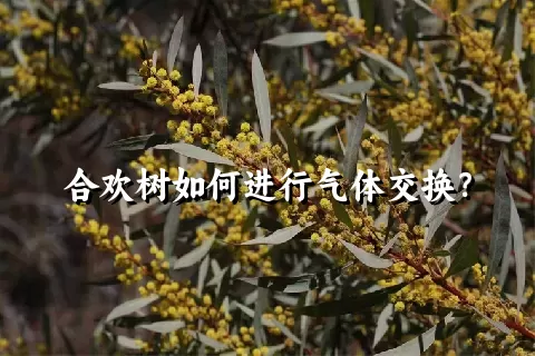 合欢树如何进行气体交换？