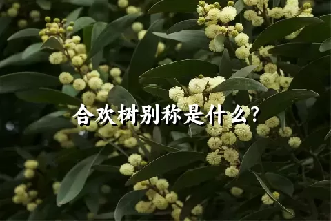 合欢树别称是什么？