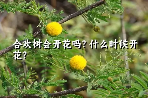 合欢树会开花吗？什么时候开花？