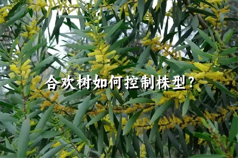 合欢树如何控制株型？