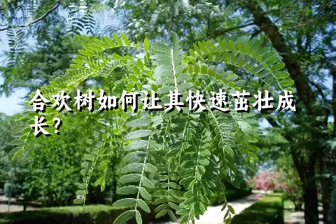 合欢树如何让其快速茁壮成长？