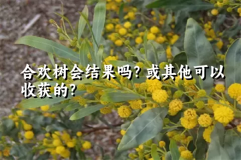 合欢树会结果吗？或其他可以收获的？