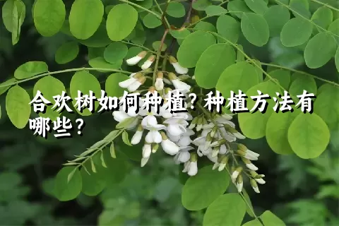 合欢树如何种植？种植方法有哪些？