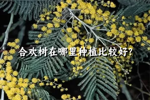 合欢树在哪里种植比较好？