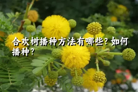 合欢树播种方法有哪些？如何播种？