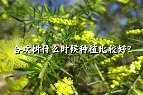 合欢树什么时候种植比较好？