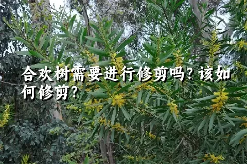 合欢树需要进行修剪吗？该如何修剪？