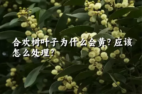 合欢树叶子为什么会黄？应该怎么处理？