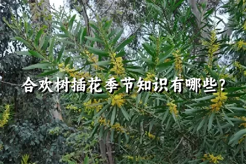 合欢树插花季节知识有哪些？