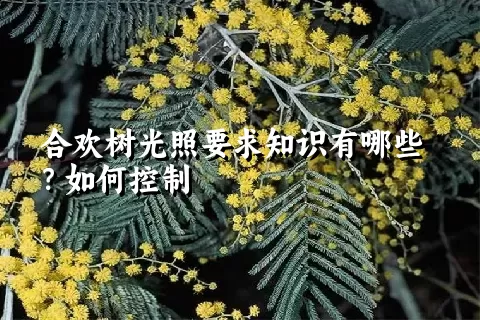 合欢树光照要求知识有哪些？如何控制