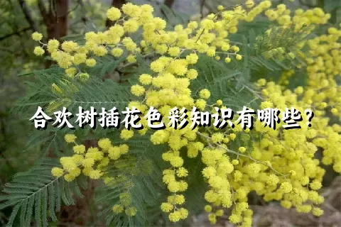 合欢树插花色彩知识有哪些？