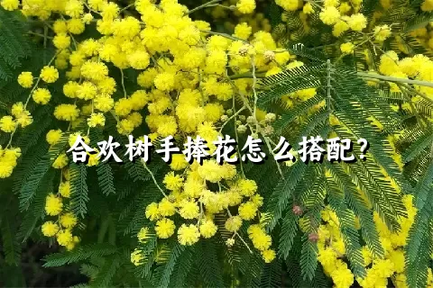 合欢树手捧花怎么搭配？