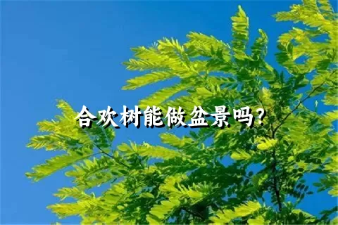 合欢树能做盆景吗？