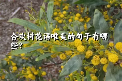 合欢树花语唯美的句子有哪些？