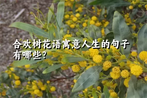 合欢树花语寓意人生的句子有哪些？