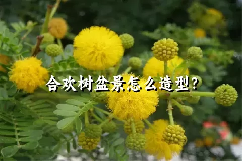 合欢树盆景怎么造型？