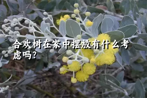 合欢树在家中摆放有什么考虑吗？