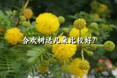 合欢树送几朵比较好？