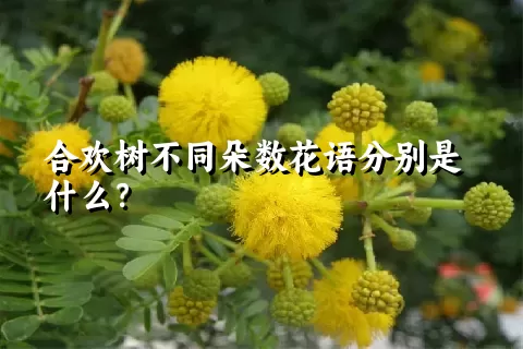 合欢树不同朵数花语分别是什么？