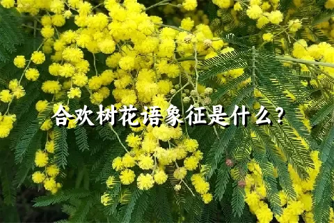 合欢树花语象征是什么？