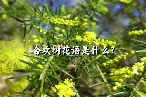 合欢树花语是什么？