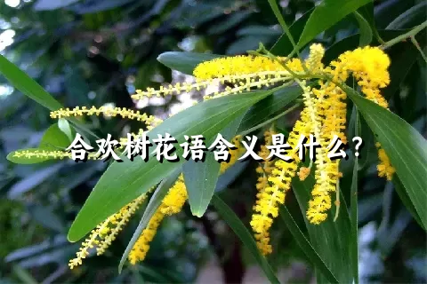 合欢树花语含义是什么？