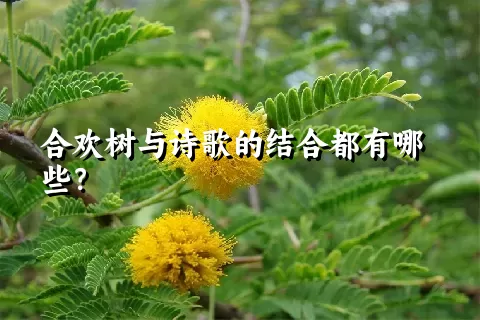 合欢树与诗歌的结合都有哪些？