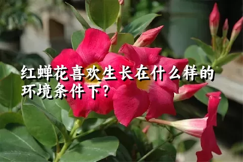 红蝉花喜欢生长在什么样的环境条件下？