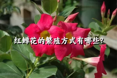 红蝉花的繁殖方式有哪些？