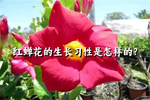 红蝉花的生长习性是怎样的？