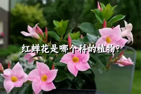 红蝉花是哪个科的植物？