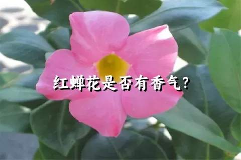 红蝉花是否有香气？