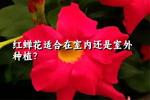 红蝉花适合在室内还是室外种植？