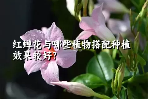 红蝉花与哪些植物搭配种植效果较好？