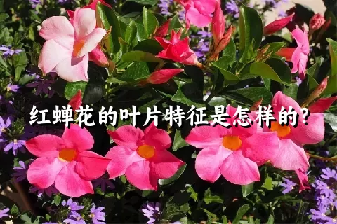 红蝉花的叶片特征是怎样的？