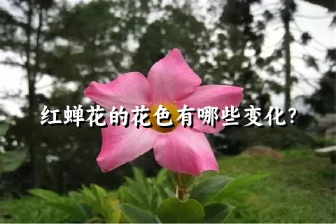 红蝉花的花色有哪些变化？