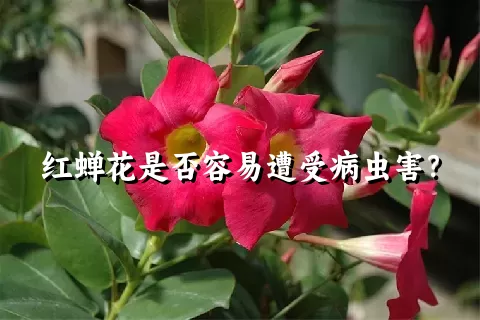 红蝉花是否容易遭受病虫害？