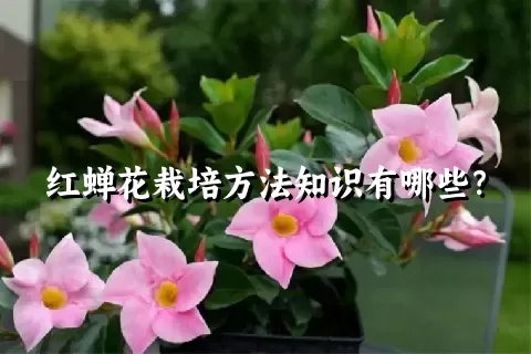 红蝉花栽培方法知识有哪些？