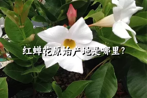 红蝉花原始产地是哪里？