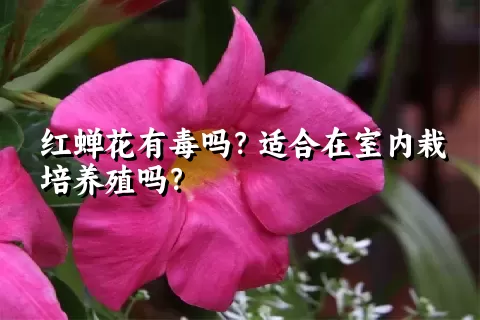 红蝉花有毒吗？适合在室内栽培养殖吗？