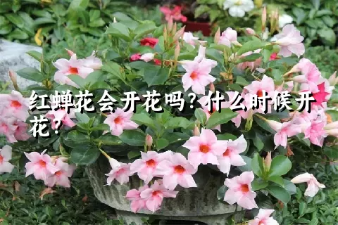 红蝉花会开花吗？什么时候开花？