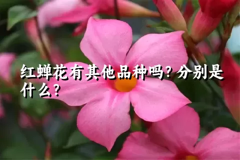 红蝉花有其他品种吗？分别是什么？